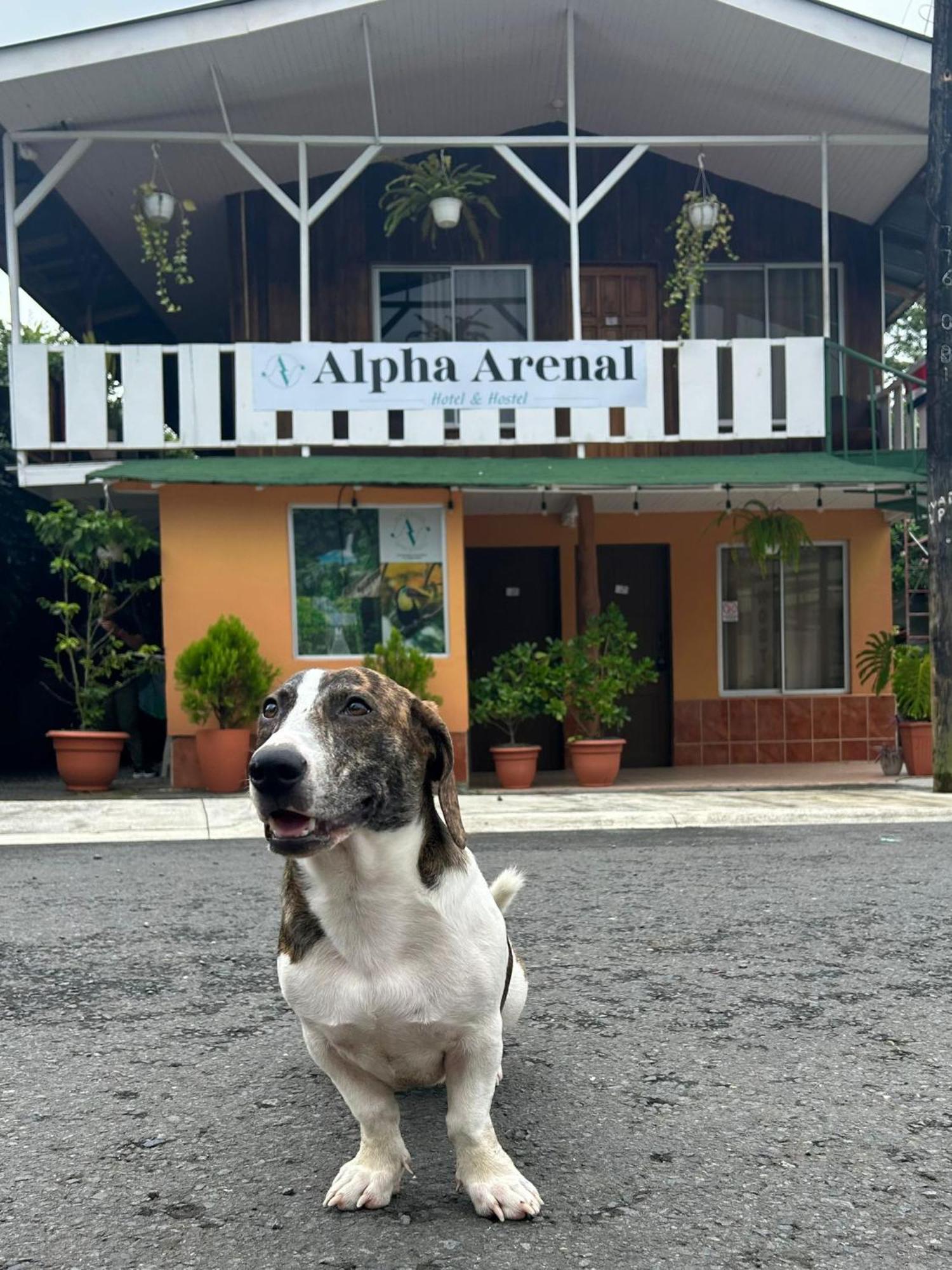 La Fortuna Alpha Arenal旅舍 外观 照片